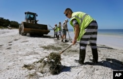 Work crews clean up dead fish along Coquina Beach in Bradenton Beach, Florida, Aug. 6, 2018.