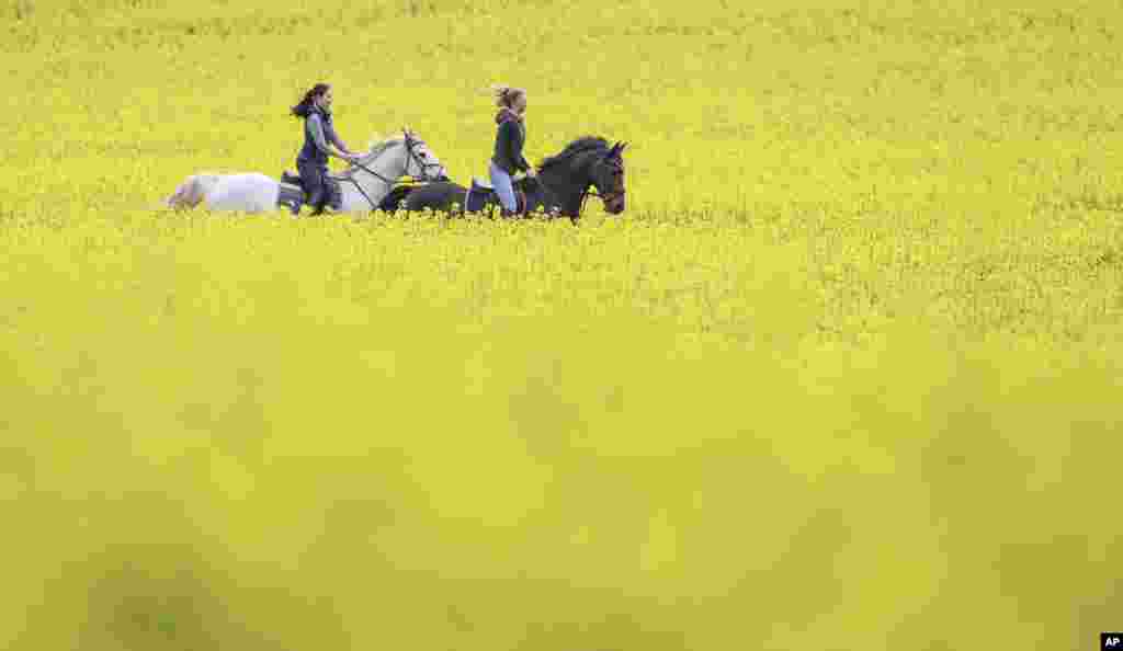 Two women ride their horses through rapeseed fields in Langenenslingen, Germany.