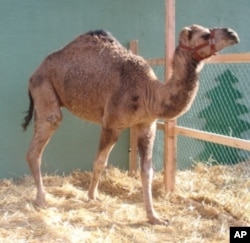 Curly the Camel is fully booked for the 2012 holiday season.
