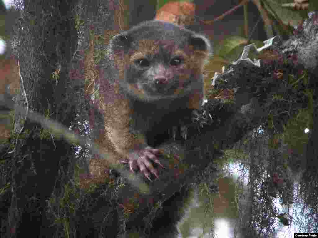 The olinguito resembles a cross between a slinky cat and a wide-eyed teddy bear, and lives in the cloud forests of the Andes mountains in Colombia and Ecuador. It is the first new carnivorous mammal described in the Western Hemisphere in 35 years. (Mark Gurney/ CC BY 3.0)