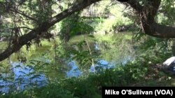 The Los Angeles River spans 80 kilometers through Los Angeles and its suburbs, and for much of its route it’s encased in concrete, but increasingly stretches of greenery have re-emerged.