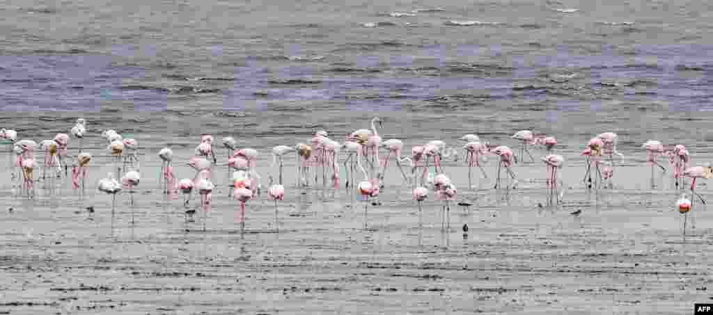 Burung-burung bangau (Flamingo) mencari makan di pantai utara Kuwait.