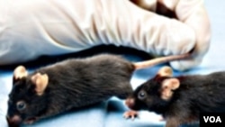 Los científicos encontraron una proteína en la sangre que también la tienen los humanos que al ser inyectada de un ratón joven a un o viejo le permite regenerar tejidos y células.