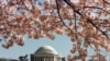 Festival de Cerezos en Washington cancela eventos por brote de coronavirus