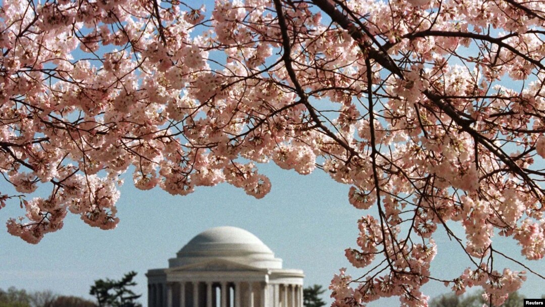 9 datos sobre las flores de cerezo de Washington DC