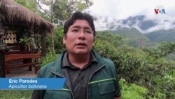 Apicultor boliviano advierte: “Están desapareciendo bastantes abejas” en Los Yungas