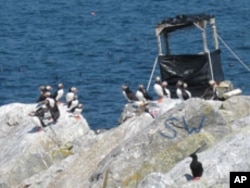 Today, 109 puffin pairs waddle about peaceably on Eastern Egg Rock, Maine.