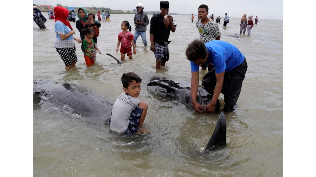 Warga memeriksa bangkai paus pilot yang terdampar di pantai di Bangkalan, di Pulau Madura, Jumat, 19 Februari 2021.
