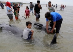 Warga memeriksa bangkai paus pilot yang terdampar di pantai di Bangkalan, di Pulau Madura, Jumat, 19 Februari 2021.