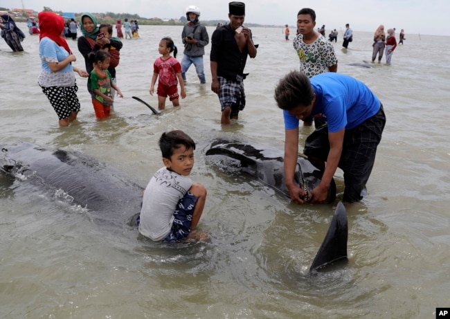 Warga memeriksa bangkai paus pilot yang terdampar di pantai di Bangkalan, di Pulau Madura, Jumat, 19 Februari 2021.