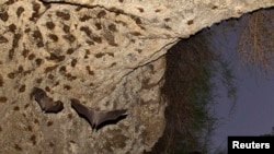 资料照：以色列特拉维夫附近一个岩洞里的蝙蝠 