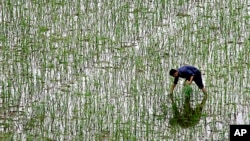 FILE - A farmer plants rice at a field on the outskirts of Changsha in China's Hunan Province, June 19, 2008. 