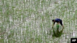 Một nông dân cấy lúa trong một cánh đồng trong tỉnh Hồ Nam, Trung Quốc
