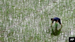 FILE - A farmer plants rice at a field on the outskirts of Changsha in China's Hunan Province. 