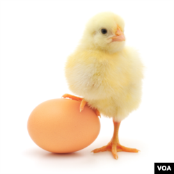 ໄກ່ນ້ອຍ