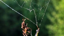 A spider wraps a locust caught in the web in the Sharr mountains southwest of the Kosovo capital Pristina, July 9, 2013. (Reuters/Hazir Reka)