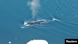 A bowhead whale surfaces in Fram Strait, to the northwest of Norway in this undated image released on April 3, 2018. 