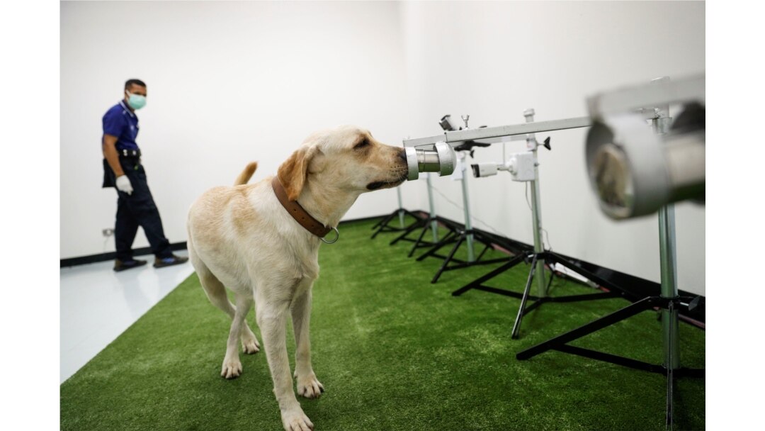 Seekor anjing yang telah terlatih, mengendus virus COVID-19 dari sampel keringat di Universitas Chulalongkorn, Bangkok, Thailand, 21 Mei 2021. (REUTERS / Jorge Silva)