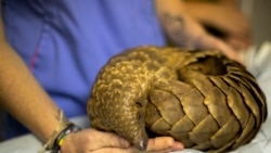 Veterinary nurse, Alicia Abbott, of the African Pangolin Working Group in South Africa examines a pangolin, at a Wildlife Veterinary Hospital in Johannesburg, South Africa, Sunday, Oct. 18, 2020. (AP Photo/Themba Hadebe)