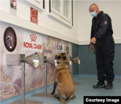 全球参与训练嗅探犬检测新冠病毒的机构包括法国阿尔夫尔国立兽医学校。(照片由兽医学教授Dominique Grandjean提供)