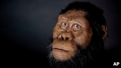 This undated photo provided by the Cleveland Museum of Natural History in August 2019 shows a facial reconstruction model by John Gurche made from a fossilized cranium of Australopithecus anamensis. (Matt Crow/Cleveland Museum of Natural History via AP)