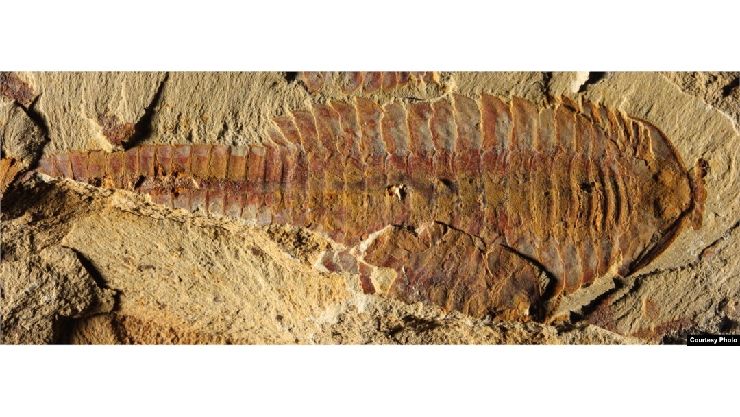 The dorsal view of the 7-centimeter long fossil was found in sediments dating back 520 million years ago in what today is China’s Yunnan province. (Credit: Xiaoya Ma)