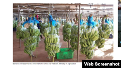 Công ty HAGL Agrico, thuộc tập đoàn Hoàng Anh Gia Lai của Việt Nam, hôm 28/12 đã chính thức khánh thành nhà máy đóng gói và bắt đầu xuất lô chuối tươi sang Trung Quốc. Photo Khmer Times.