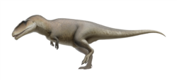 Carcharodontosaurus reconstruction