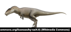 Carcharodontosaurus reconstruction
