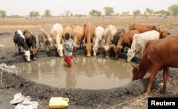 FILE - An internally displaced boy looks on as his family cattle drinks water at a camp near Kodok, in the north-eastern South Sudanese state of Western Nile, April 17, 2017.