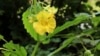 Jewelweed in the Garden: Pretty, Possibly Useful