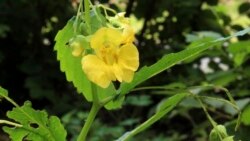 This undated photo shows pale touch-me-not flowers in New Paltz, N.Y. Related to our cultivated impatiens, pale touch-me-not is considered be some people to be a weed, by others to be a wildflower. (Lee Reich via AP)