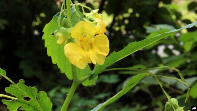 This undated photo shows pale touch-me-not flowers in New Paltz, N.Y. Related to our cultivated impatiens, pale touch-me-not is considered be some people to be a weed, by others to be a wildflower. (Lee Reich via AP)