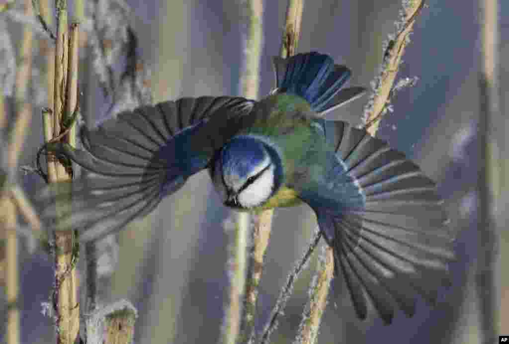 Seekor burung terbang di antara cabang-cabang pohon yang dilapisi es di desa Dukora, di luar Minsk, Belarusia.