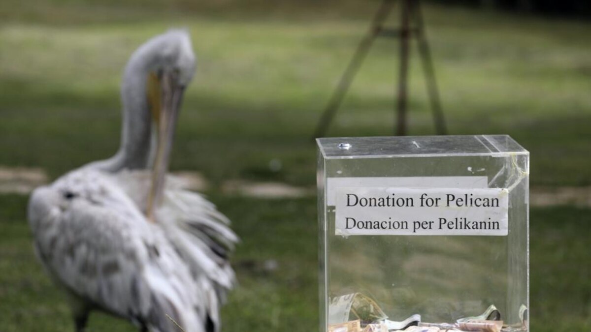 Pelican Population Grows in Albania During Pandemic - Vimarsana News