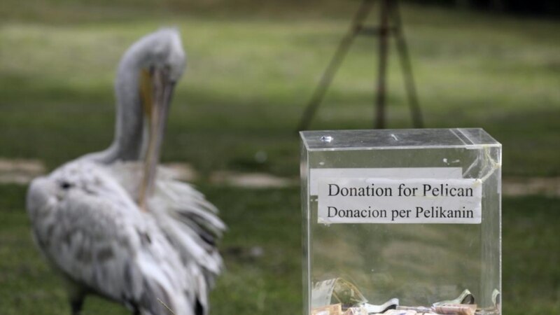 Pelican Population Grows in Albania During Pandemic