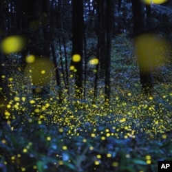 Photographer Tsuneaki Hiramatsu combined slow–shutter speed photos to produce stunning images of firefly signals. This image was photographed in Okayama prefecture, Japan.