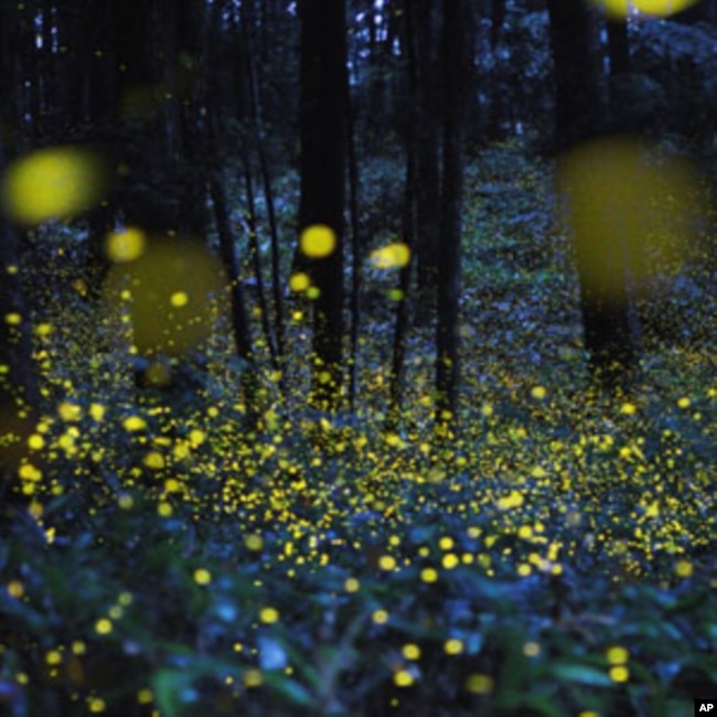 Firefly or lightning bug? Photographer Tsuneaki Hiramatsu combined slow–shutter speed photos to produce stunning images of firefly signals. This image was photographed in Okayama prefecture, Japan.