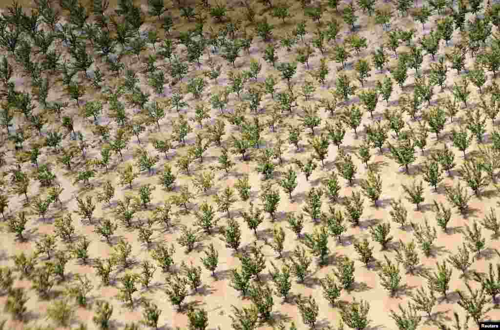 An aerial view of a flooded orchard near city of Brcko, Bosnia and Herzegovina. 