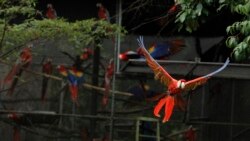 Burung-burung jenis Scarlet macaw bisa dilatih untuk terbang dan kembali ke pemilik mereka (foto: ilustrasi).