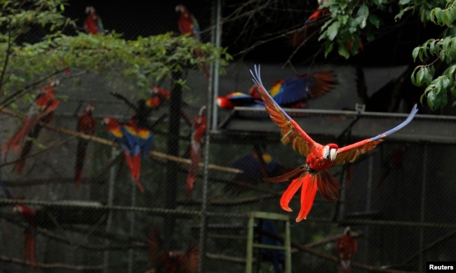 Burung-burung jenis Scarlet macaw bisa dilatih untuk terbang dan kembali ke pemilik mereka (foto: ilustrasi).