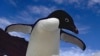 شگفتی دانشمندان از کشف یک نوع پنگوئن در جزیره‌ای دورافتاده در قطب جنوب 