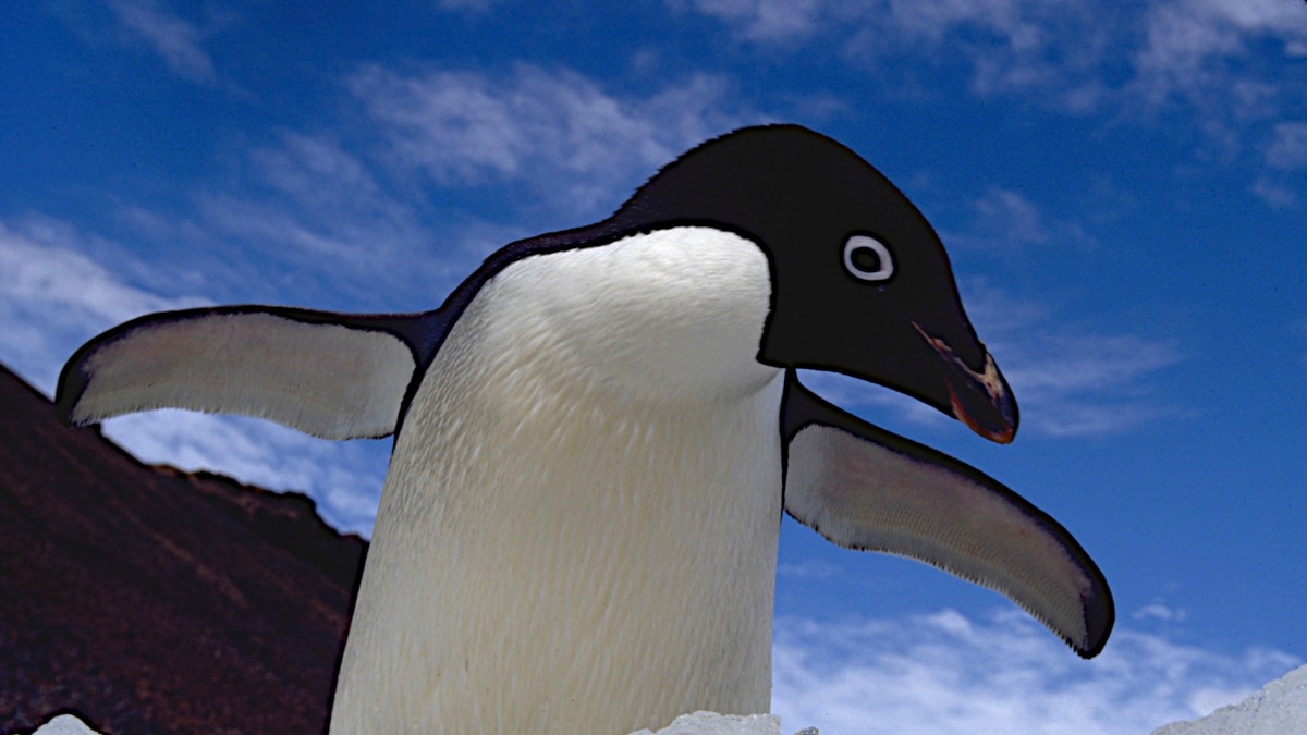 Пингвин Адели и человек