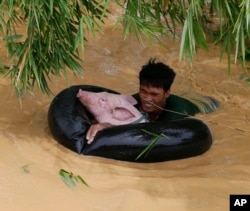 A resident uses an inflated tire interior to bring a pig to safety amidst raging floodwaters brought about by Typhoon Koppu at Zaragosa township, Nueva Ecija province, north of Manila, Philippines, Oct. 19, 2015.