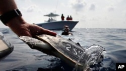 Researchers from the Audubon Institute, The National Oceanographic and Atmospheric Institute, and the Louisiana Department of Wildlife and Fisheries release sea turtles that had previously been impacted by oil from the Deepwater Horizon oil spill, back in