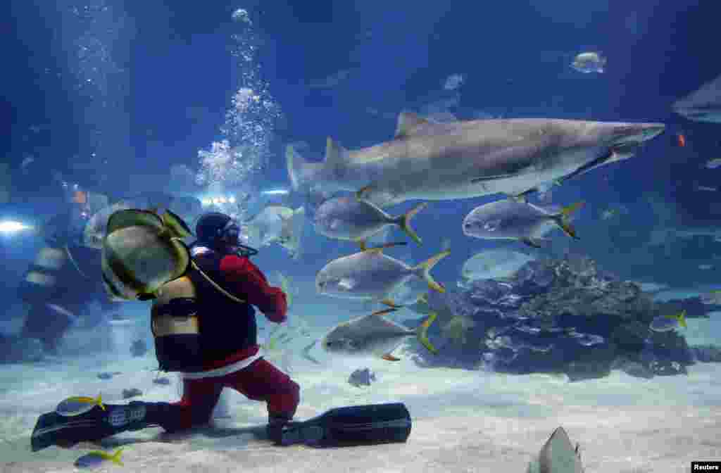 A diver dressed as Santa Claus feeds the sharks in Budapest&#39;s Tropicarium, Hungary.