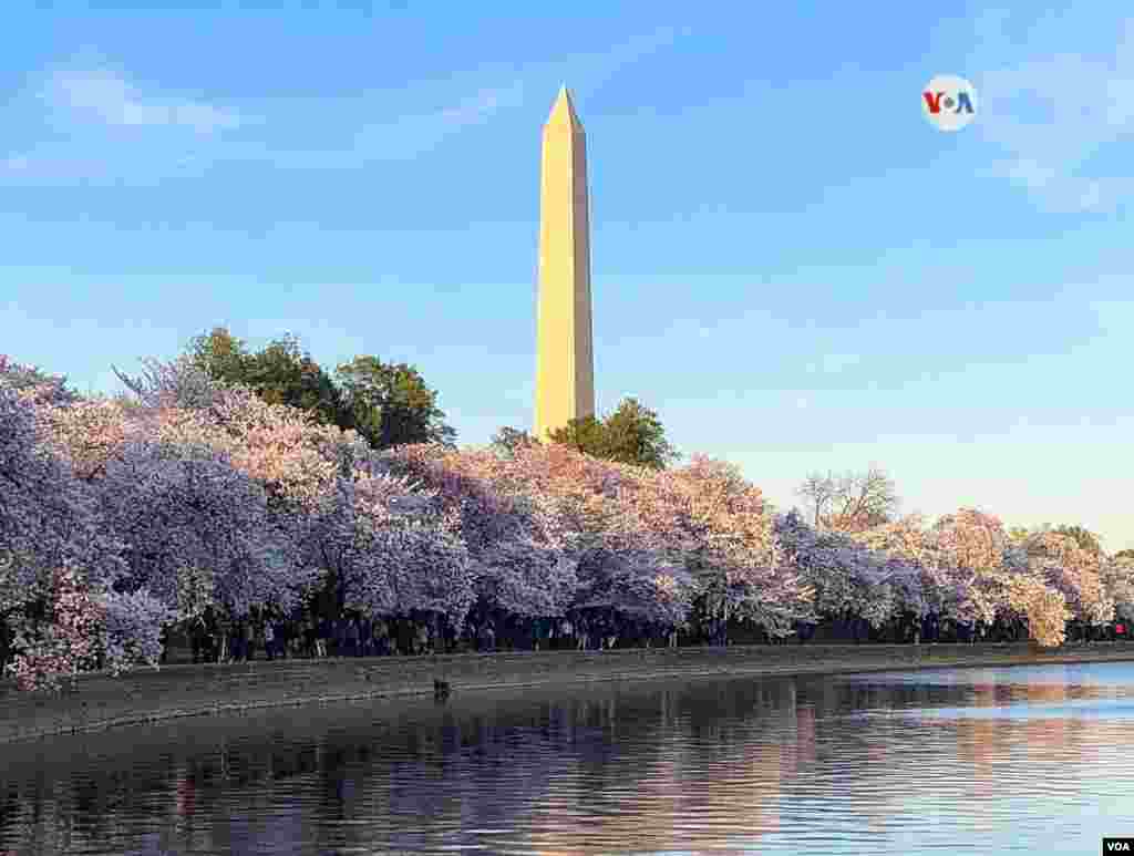 Anualmente, la capital estadounidense celebra el Festival Nacional de los Cerezos en Flor.