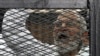Mohamed Badie, 700 détenus, jugés en Egypte