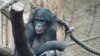 Scientists Unravel 'Hippie Chimp' Genome