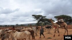 ድርቅ ያፈናቀላቸው የቦረና ከብት አርቢዎች በጉዞ ላይ